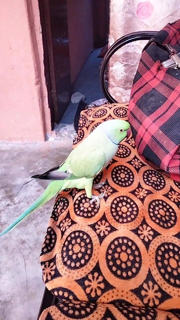 green ringneck 3