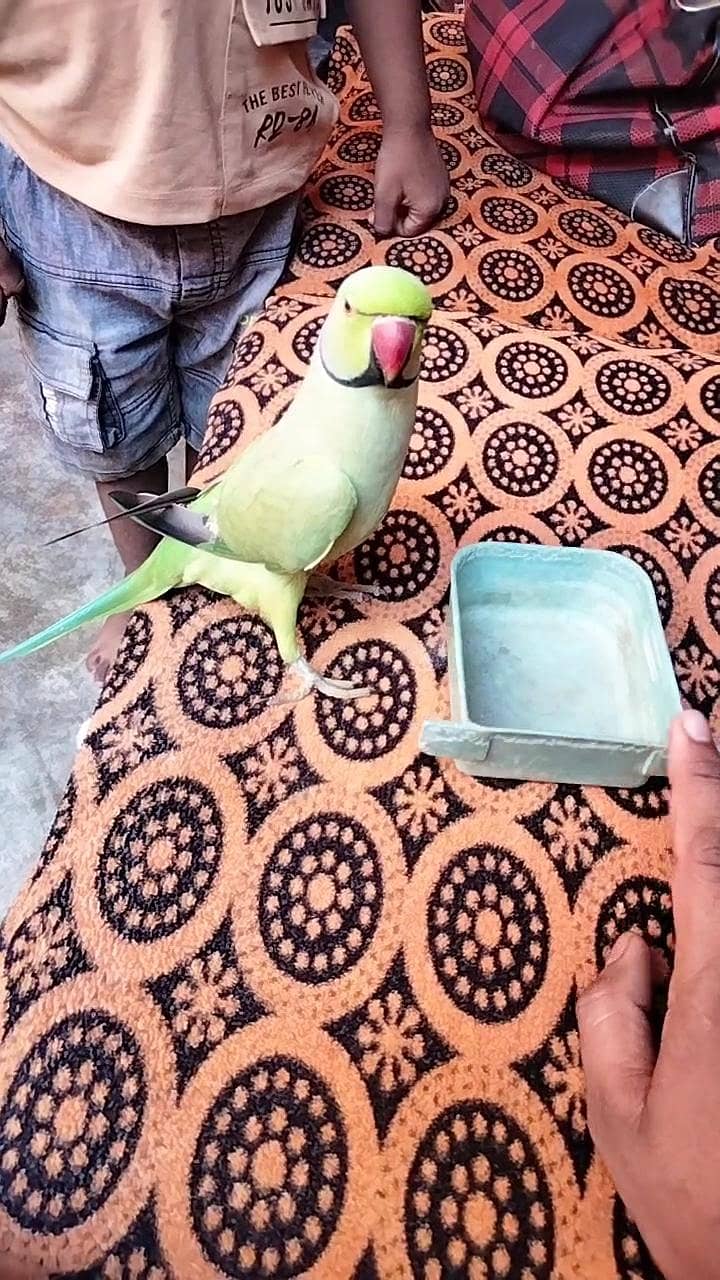 green ringneck 4