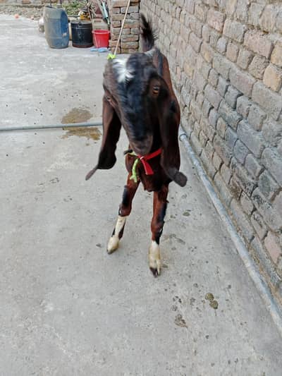 Bakra sale