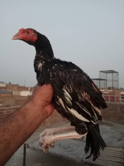 ASEEL MAINWALI CHECKS
