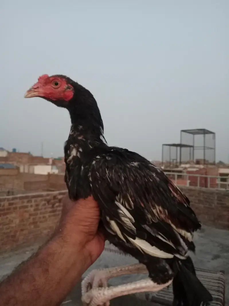 ASEEL MAINWALI CHECKS — photo 3
