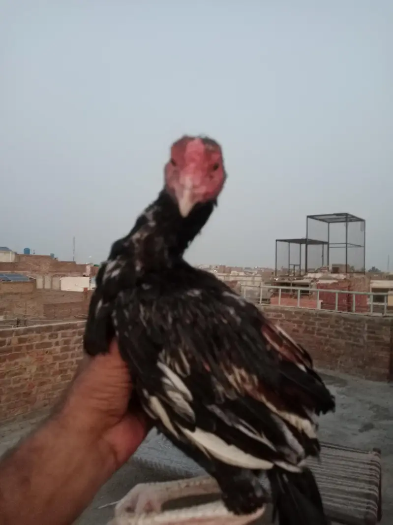 ASEEL MAINWALI CHECKS — photo 4