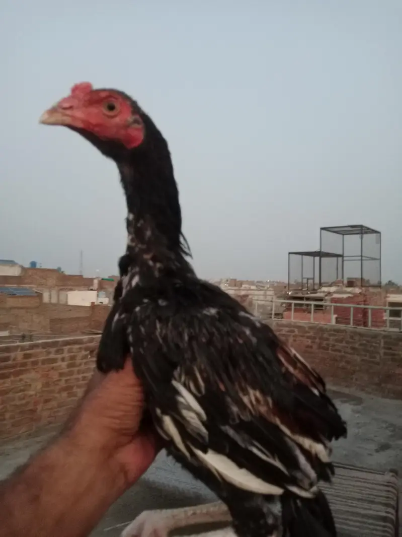 ASEEL MAINWALI CHECKS — photo 5