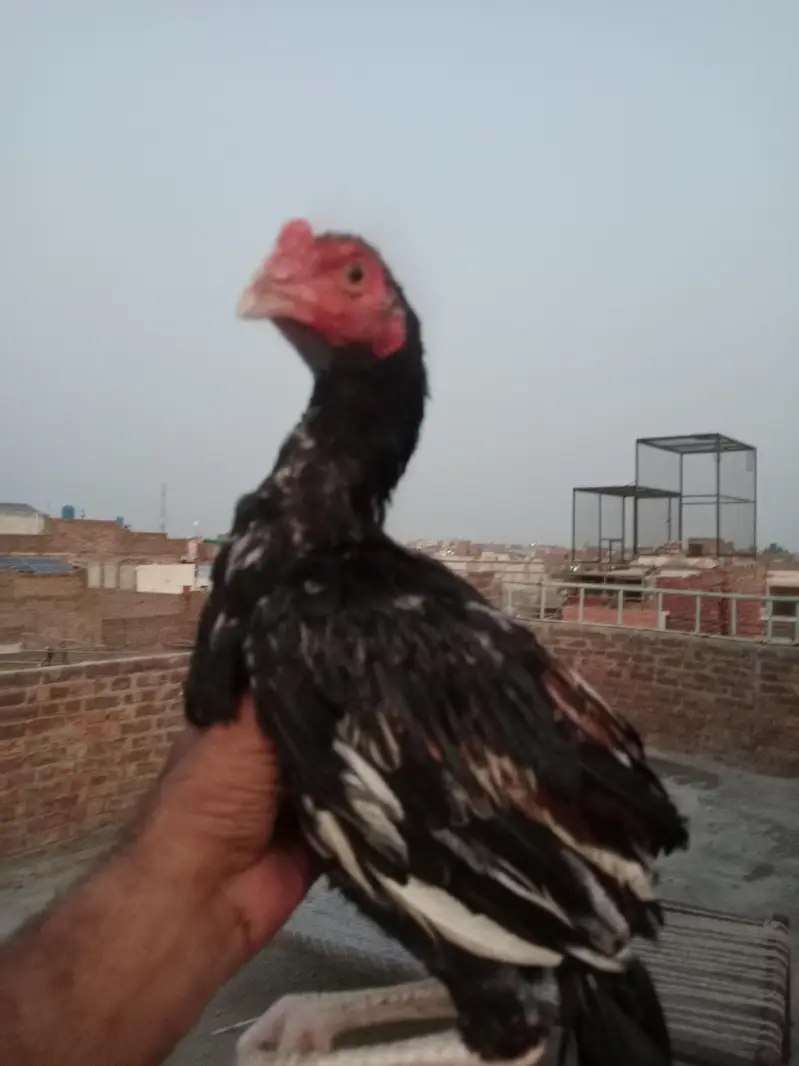 ASEEL MAINWALI CHECKS — photo 6