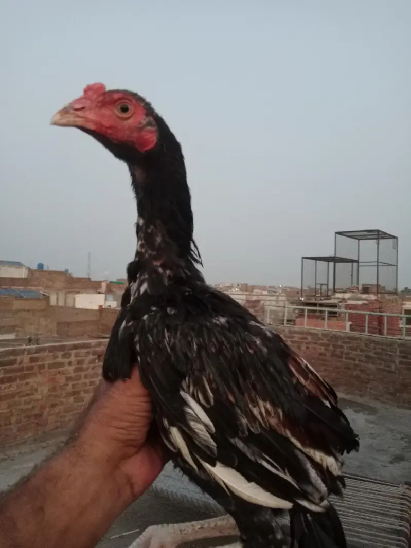 ASEEL MAINWALI CHECKS — photo 7
