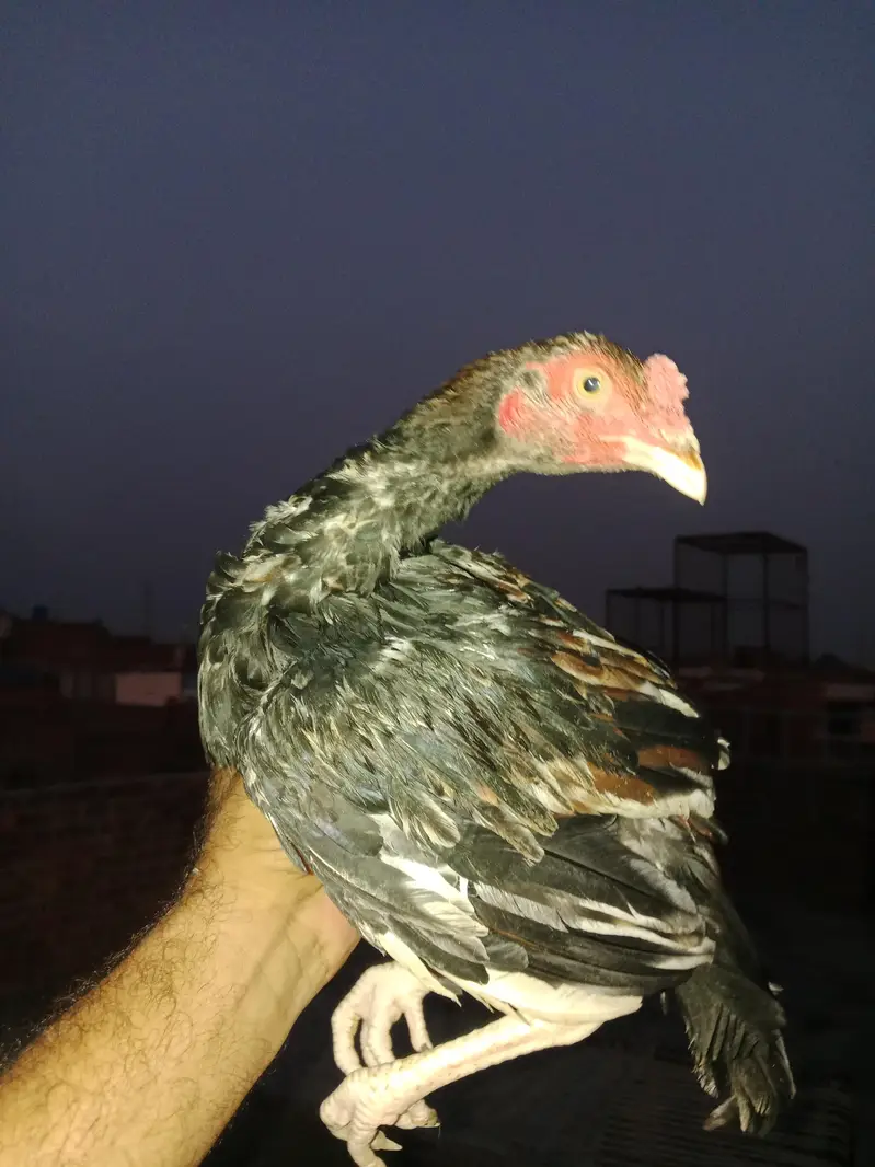 ASEEL MAINWALI CHECKS — photo 8