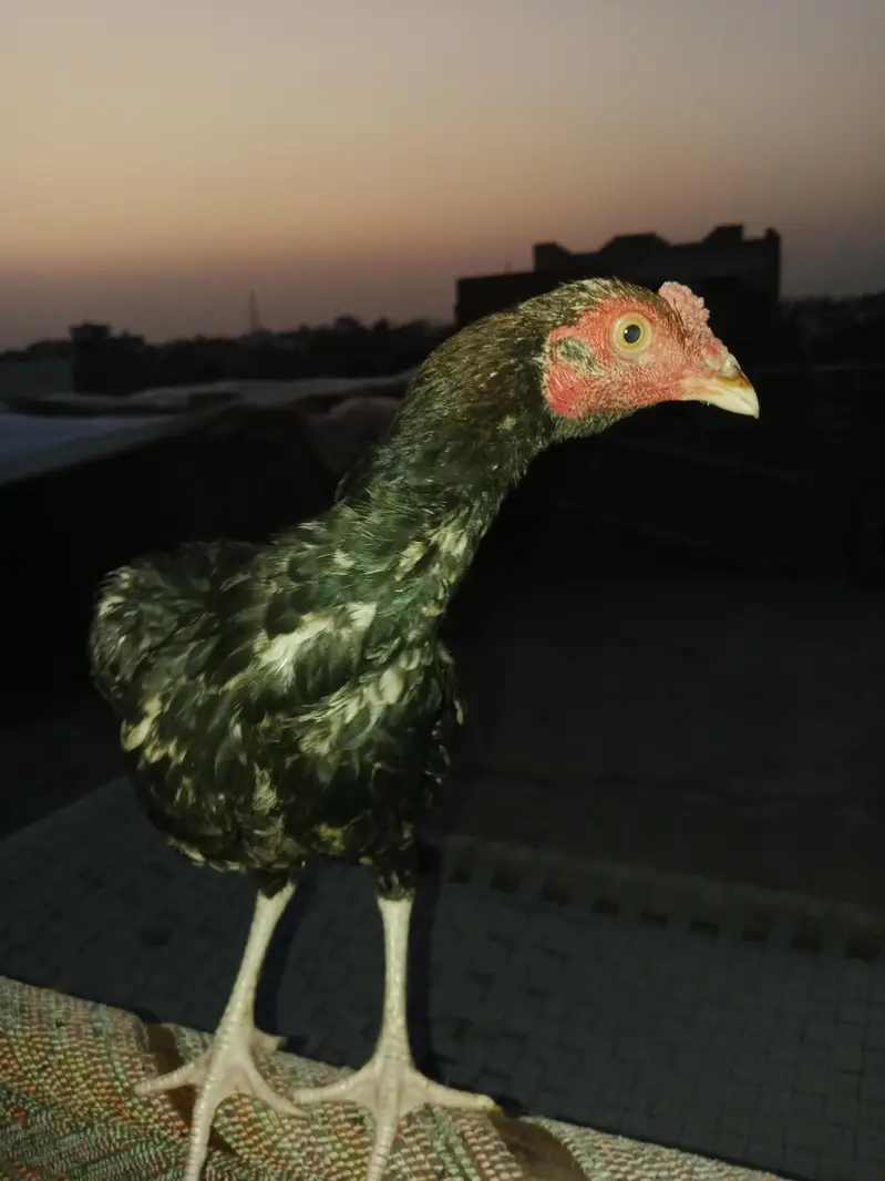 ASEEL MAINWALI CHECKS — photo 9