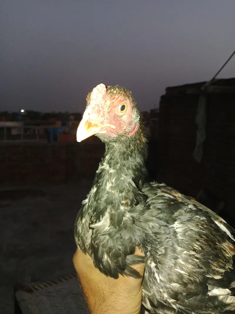 ASEEL MAINWALI CHECKS — photo 10