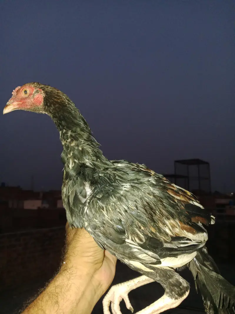 ASEEL MAINWALI CHECKS — photo 11