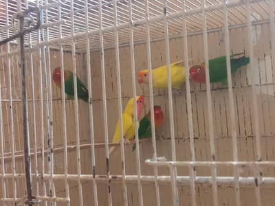 5 PARROTS DOUBLE FLOOR CAGE