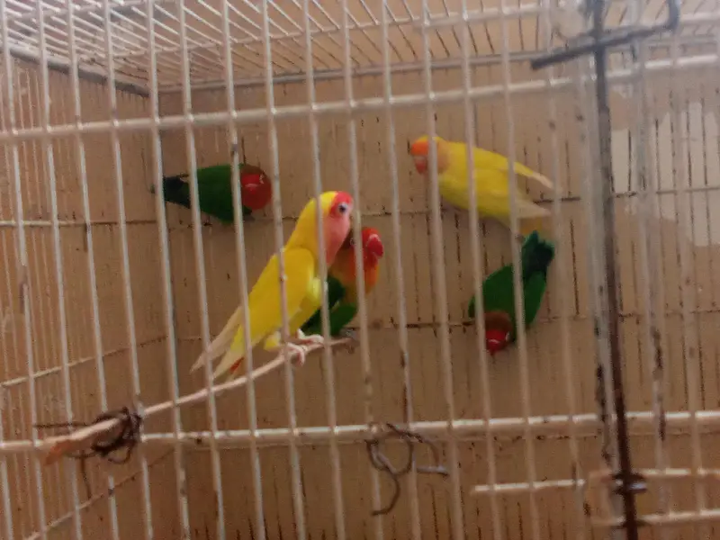 5 PARROTS DOUBLE FLOOR CAGE — photo 2