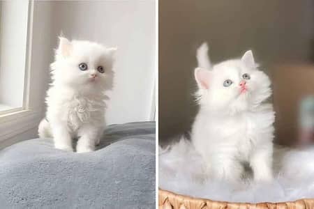 Persian kittens whatapp//0320 //7093//727 . . .