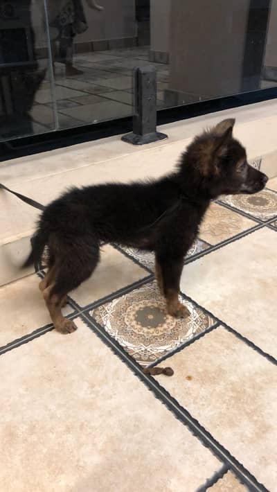 2month dog