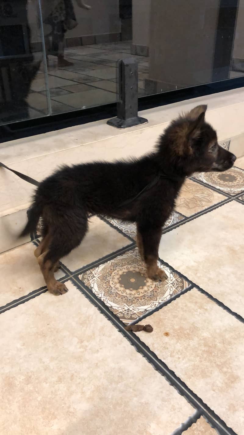 2month dog 0