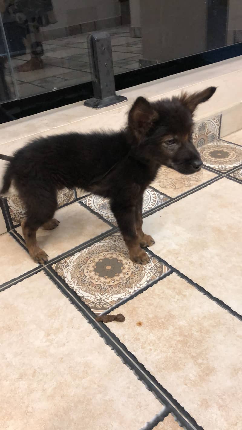 2month dog 1