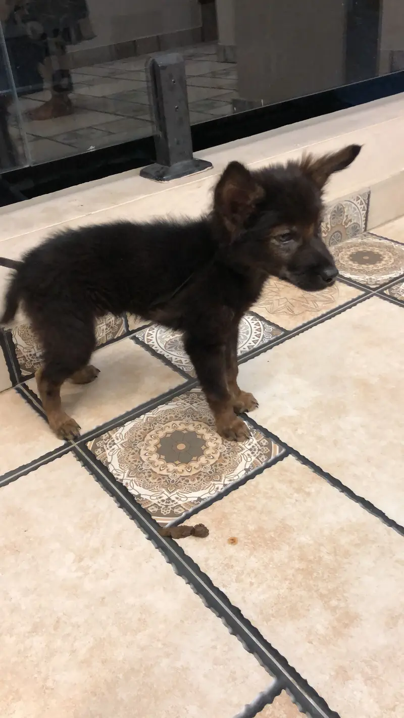 2month dog — photo 2