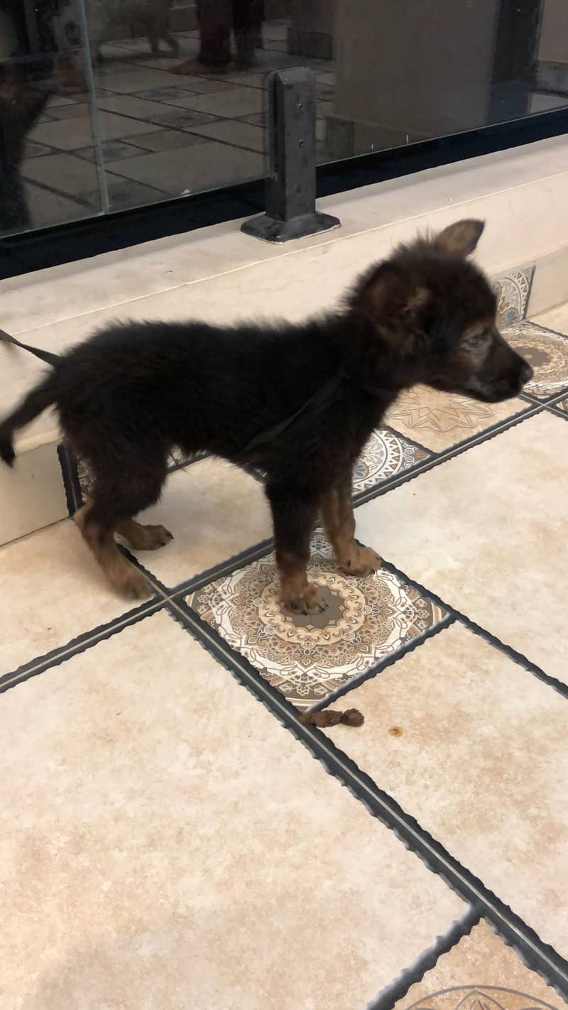 2month dog 2