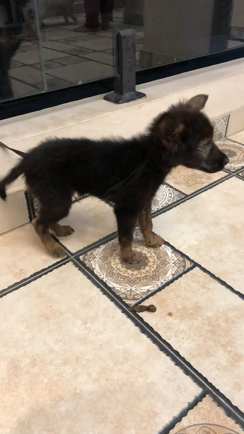 2month dog — photo 3