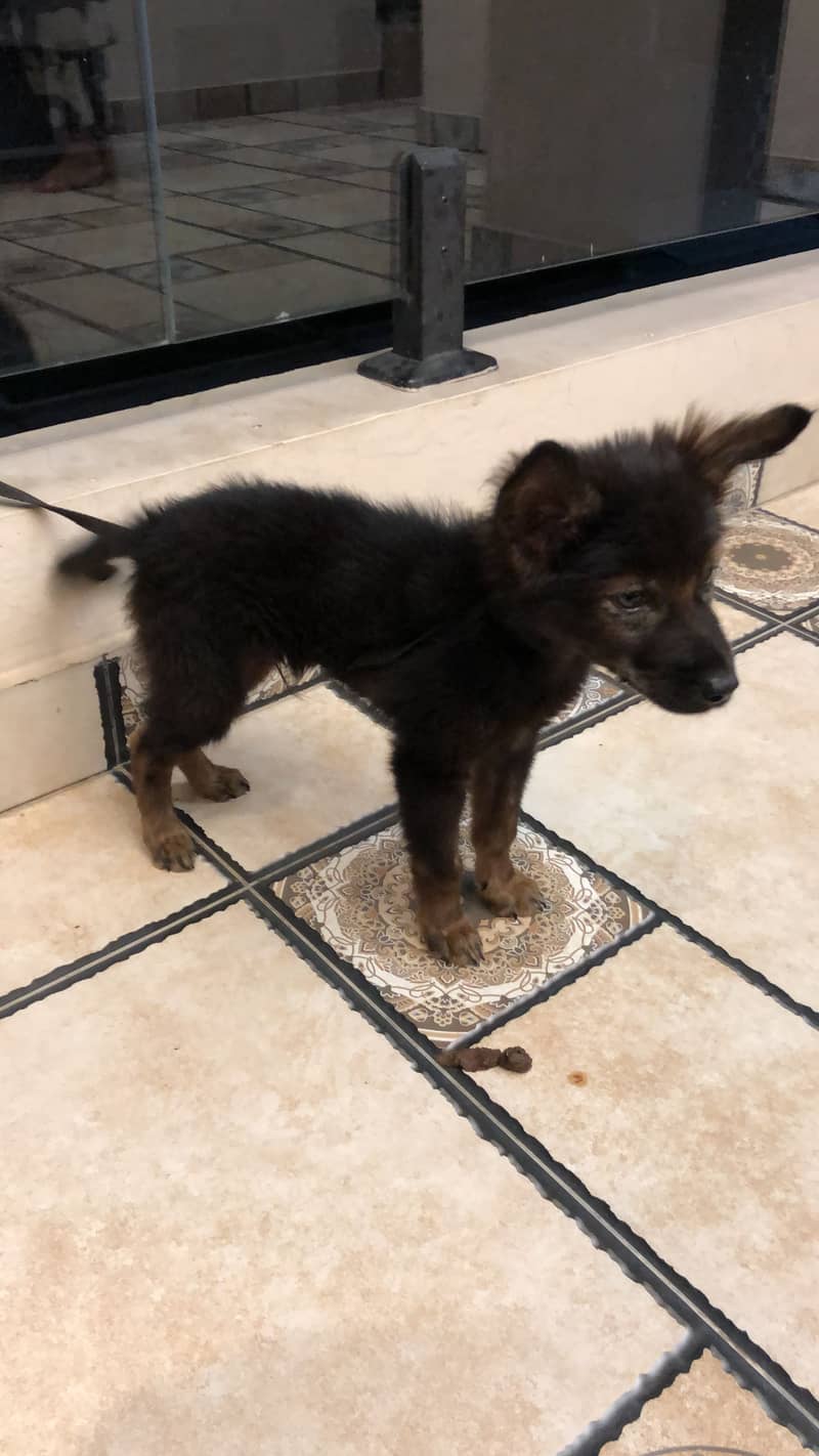 2month dog 3