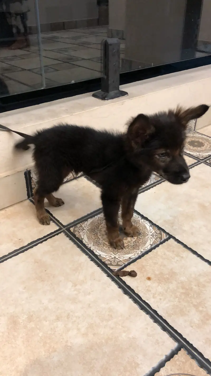 2month dog — photo 4