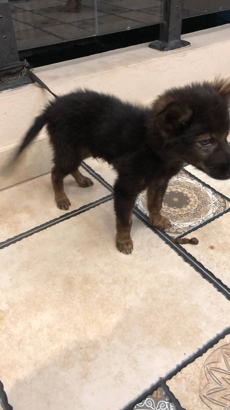 2month dog 4