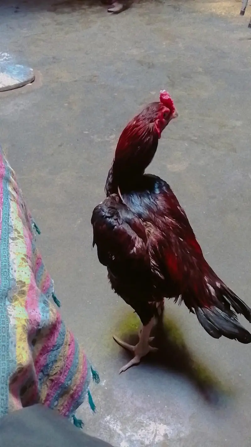 aseel meyawali — photo 2