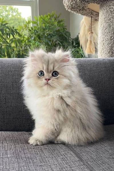 Persian kittens whatapp//0320 //7093//727 . . .