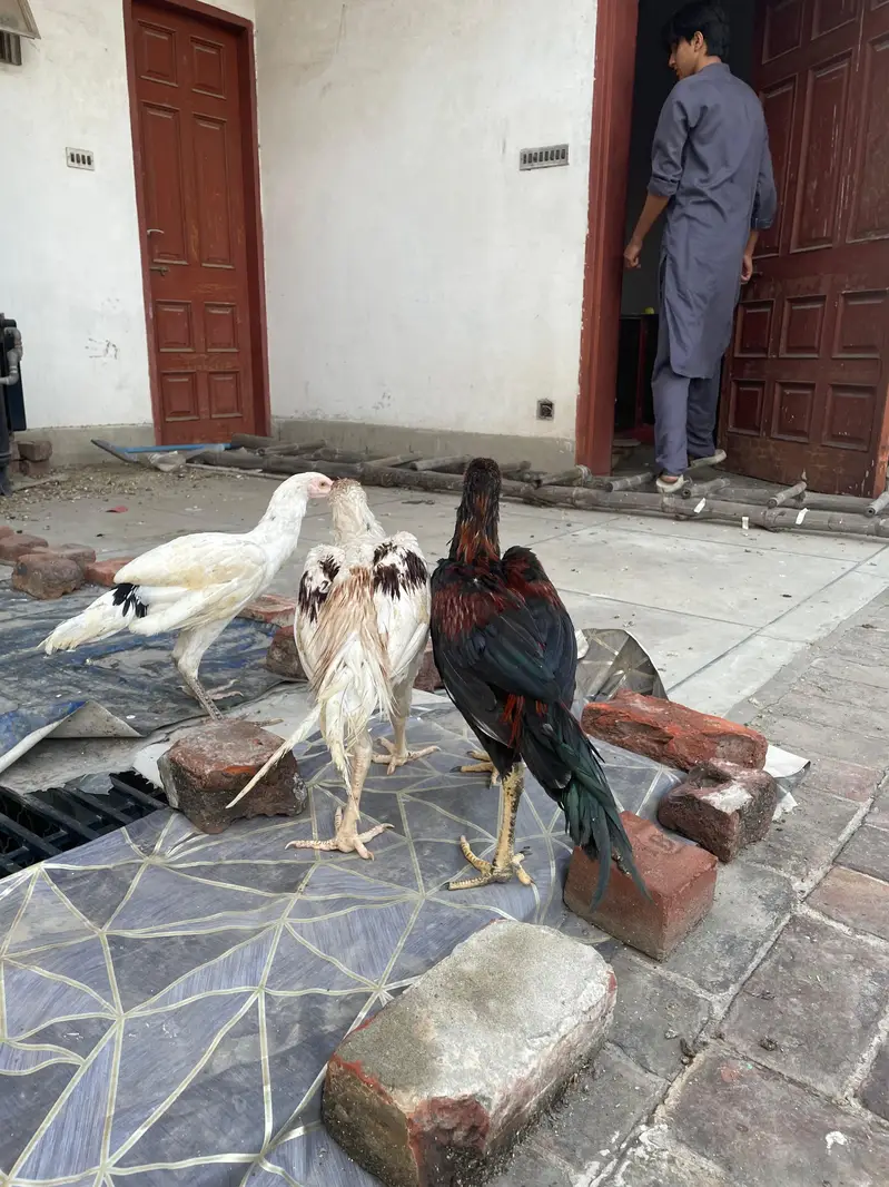 Aseel — photo 3