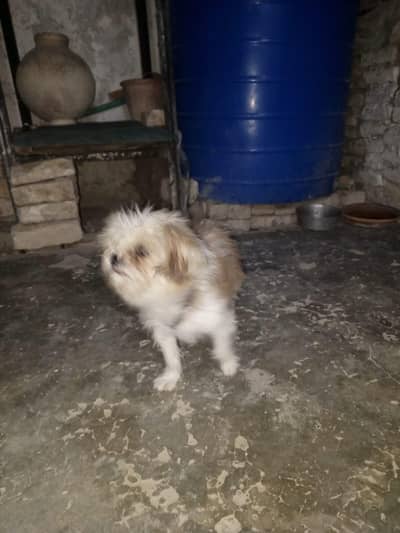 dog sale by