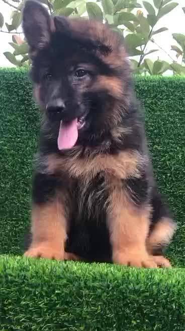 GERMAN SHEPHERD FEMALE PUP PROPER LONGCOAT DARK PIGMENTS FOR SALE