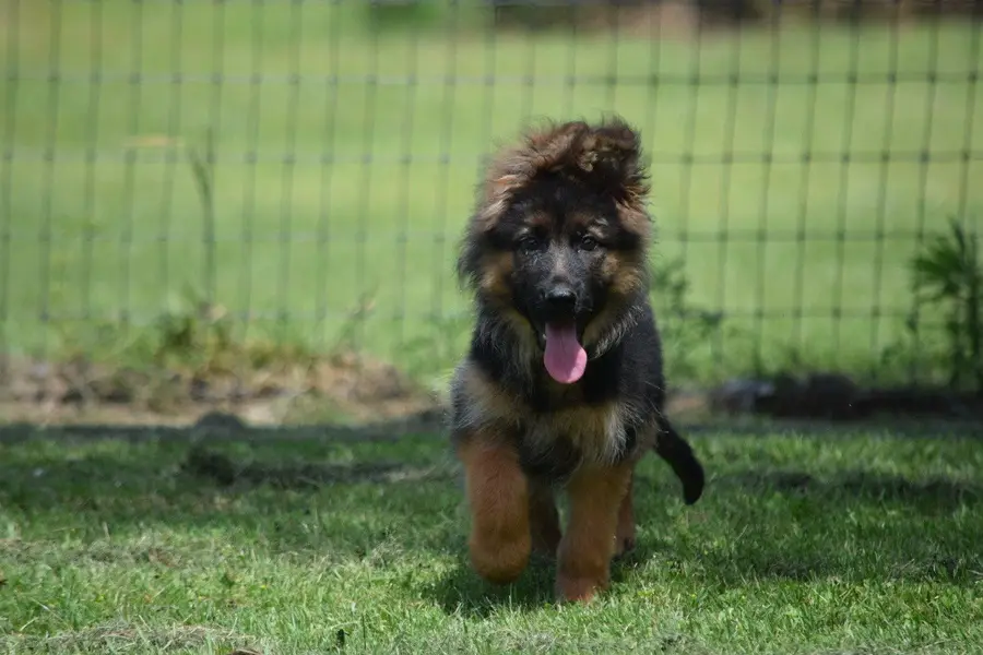 GERMAN SHEPHERD FEMALE PUP PROPER LONGCOAT DARK PIGMENTS FOR SALE — photo 2