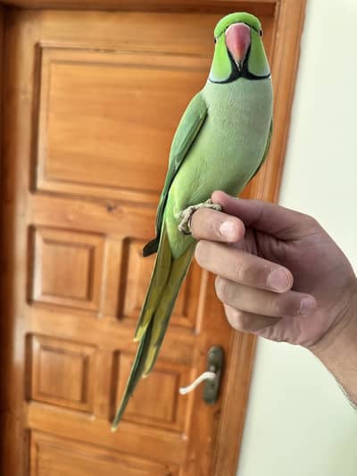 indian ringneck male parrot