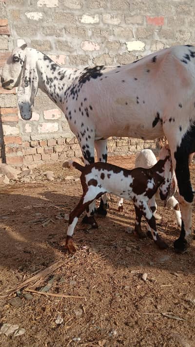Shandaar Doodhwali Bakri Sath Do Female Bachon ke