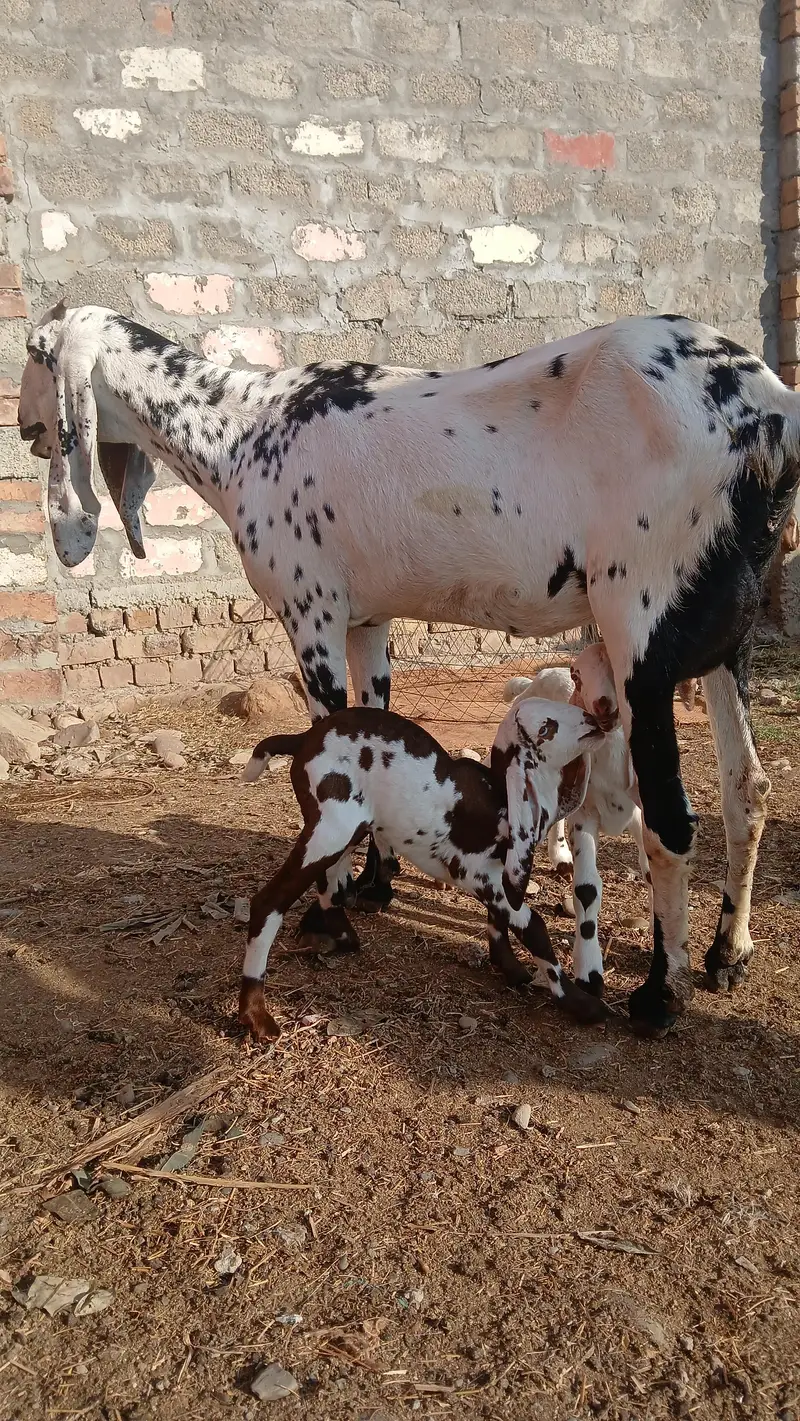 Shandaar Doodhwali Bakri Sath Do Female Bachon ke — photo 2