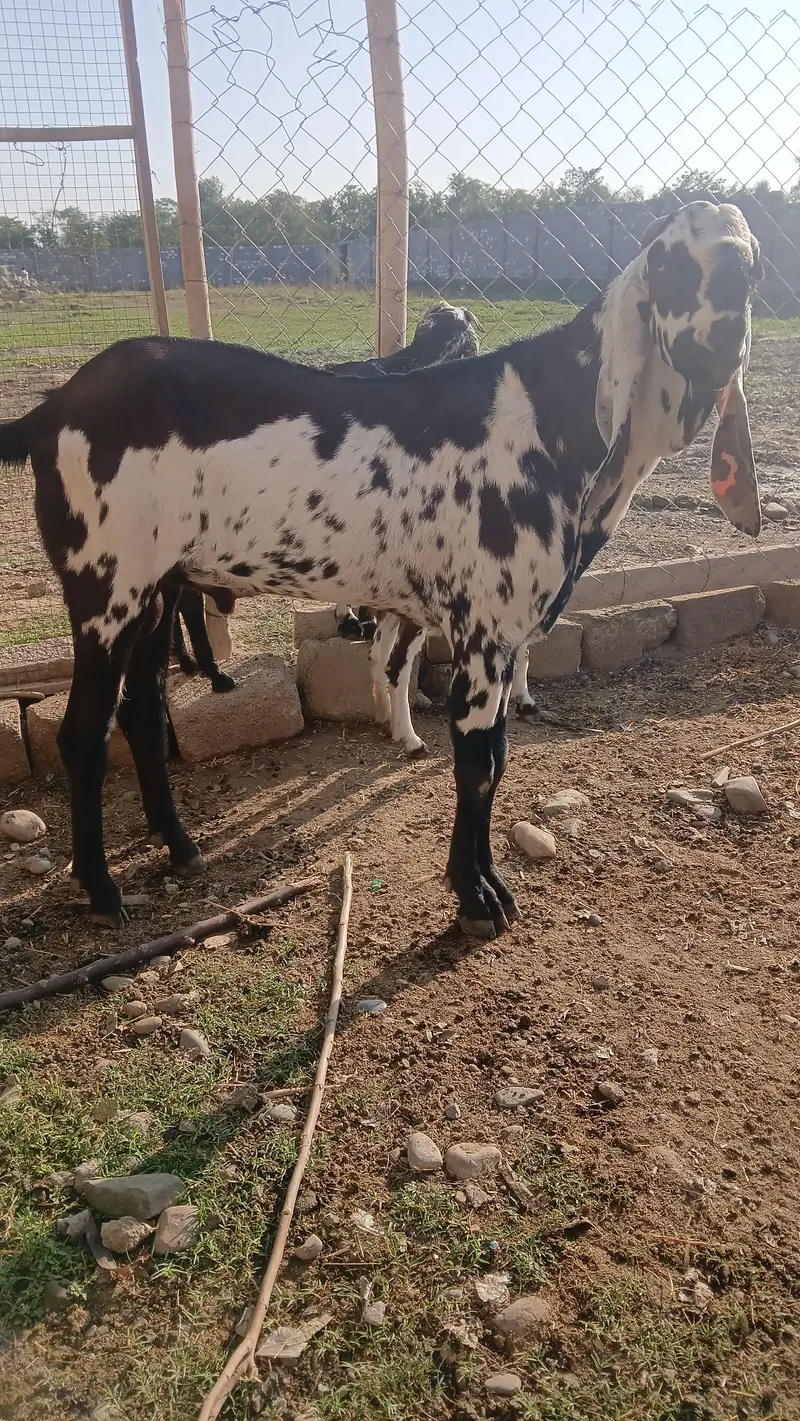 Shandaar Doodhwali Bakri Sath Do Female Bachon ke — photo 3