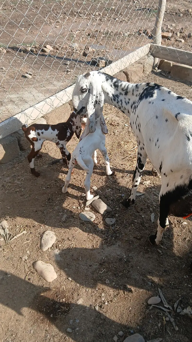 Shandaar Doodhwali Bakri Sath Do Female Bachon ke — photo 4