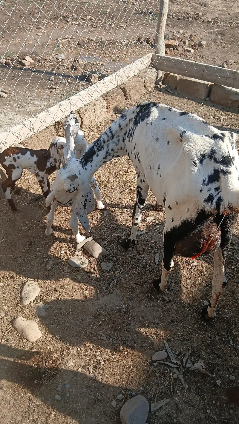 Shandaar Doodhwali Bakri Sath Do Female Bachon ke — photo 5