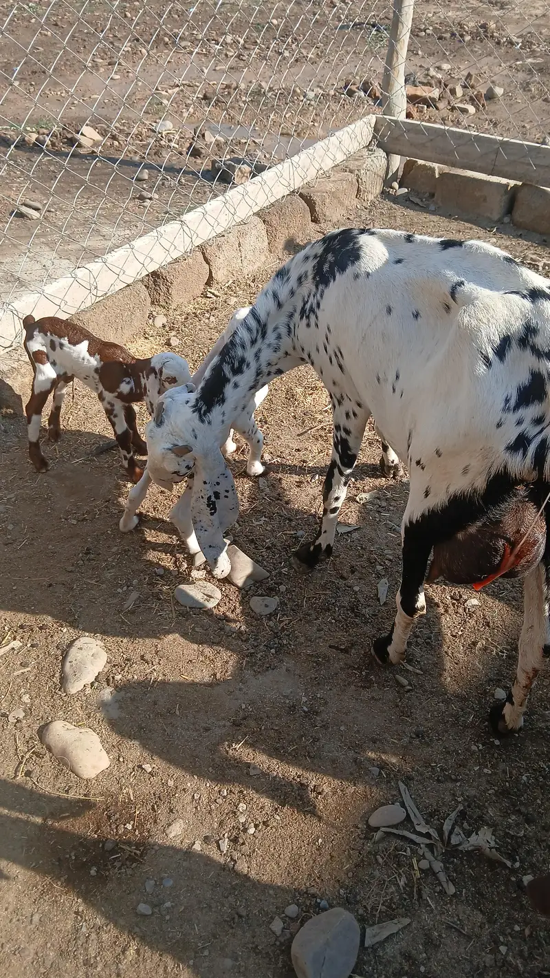 Shandaar Doodhwali Bakri Sath Do Female Bachon ke — photo 6