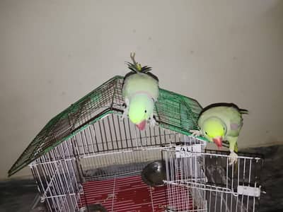 Green Raw Parrots