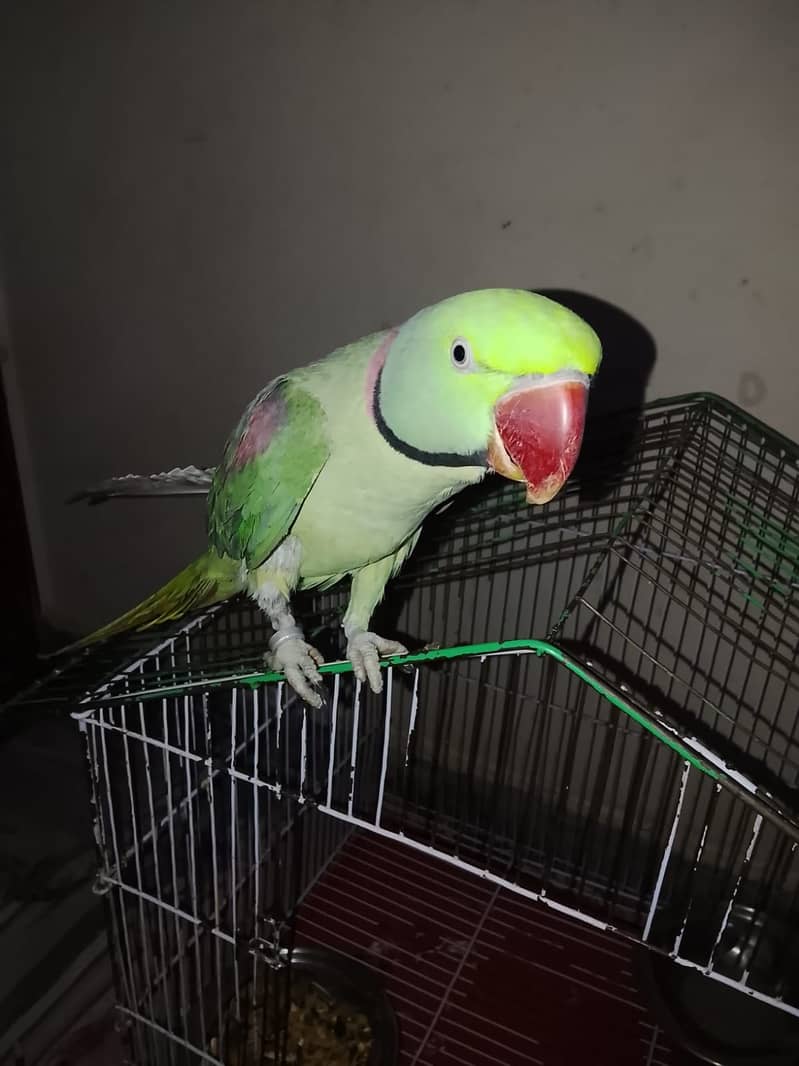 Green Raw Parrots 1