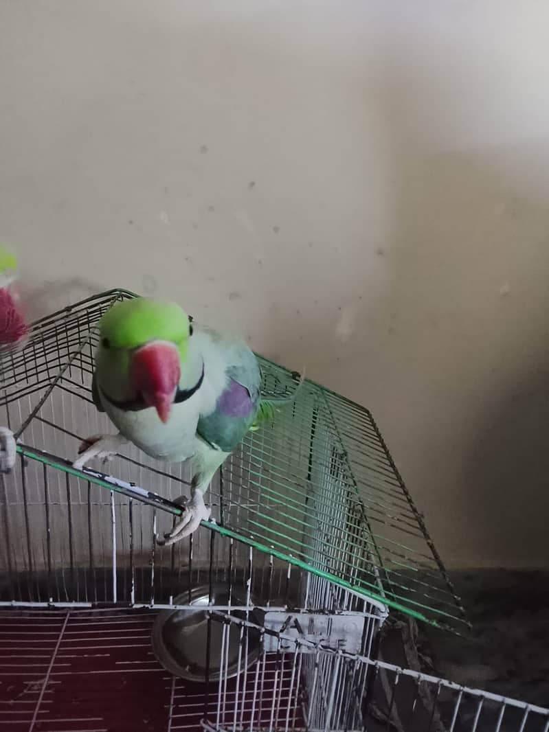 Green Raw Parrots 2
