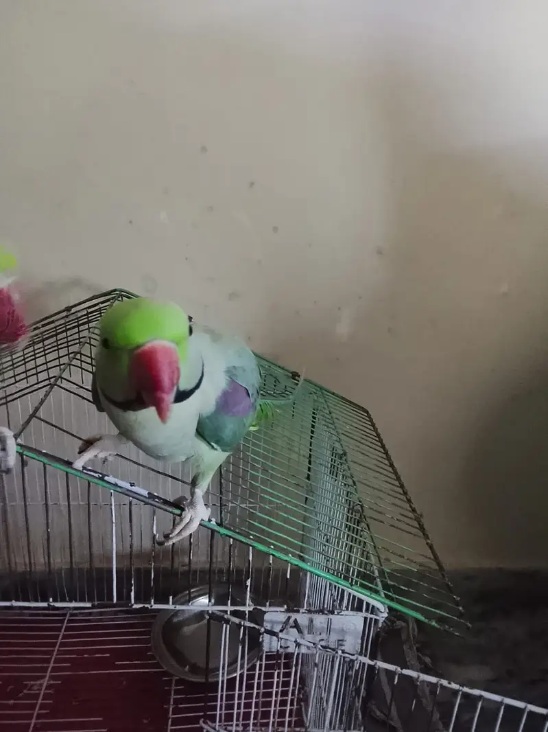 Green Raw Parrots — photo 3