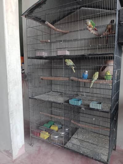 kingsize budgies pathy or cage