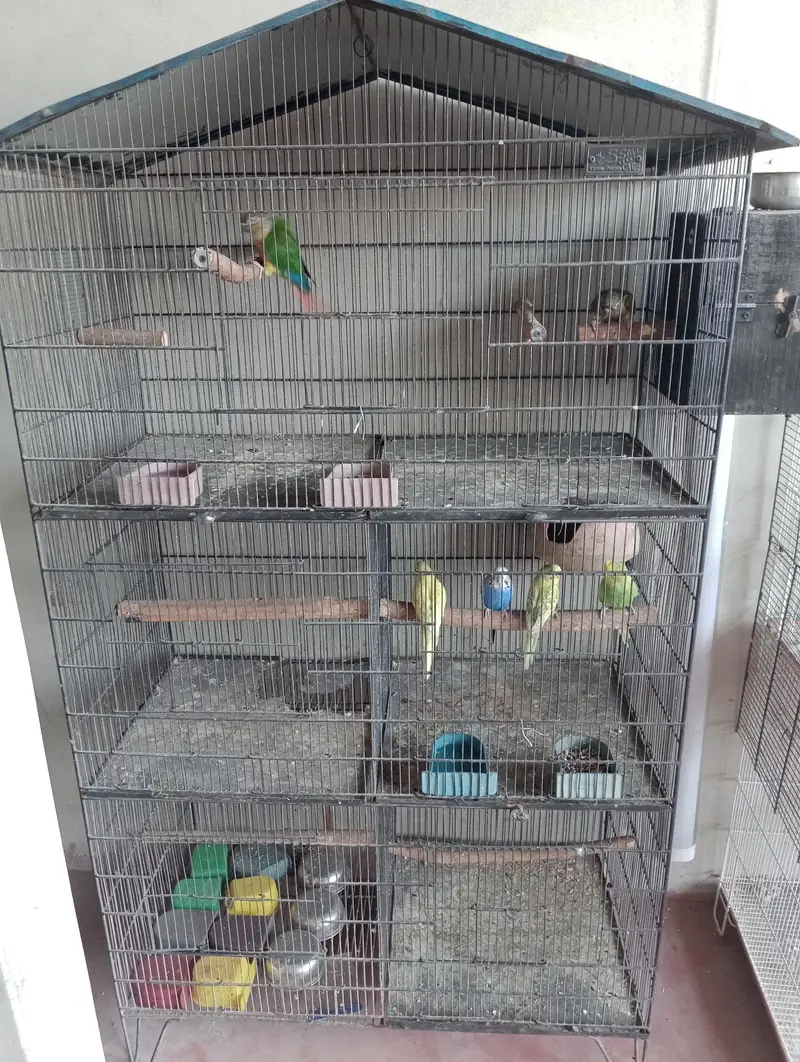 kingsize budgies pathy or cage — photo 2