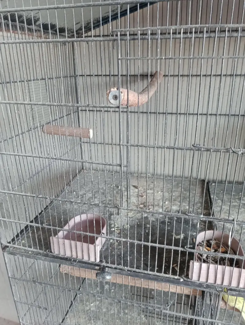 kingsize budgies pathy or cage — photo 3