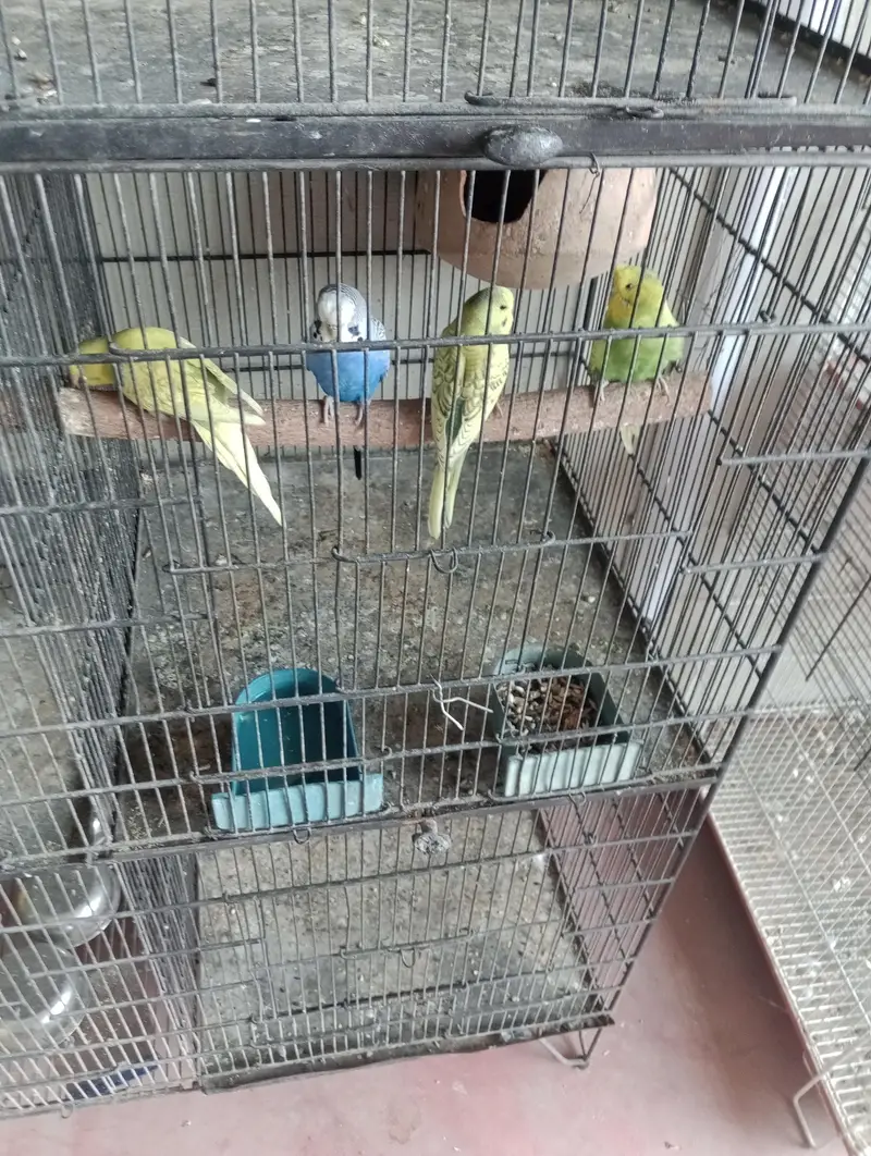 kingsize budgies pathy or cage — photo 4