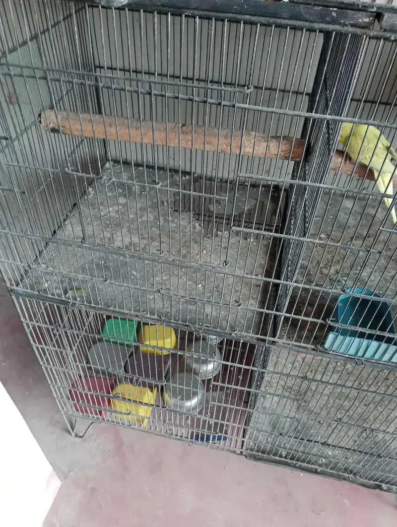 kingsize budgies pathy or cage — photo 5