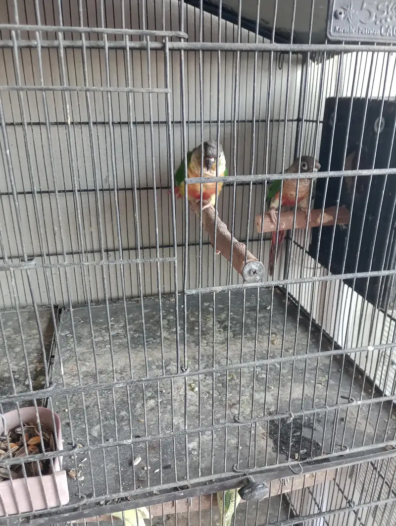 kingsize budgies pathy or cage — photo 6