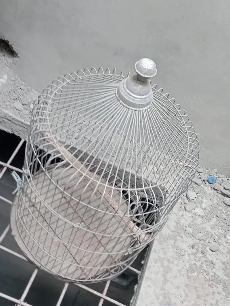 kingsize budgies pathy or cage — photo 7