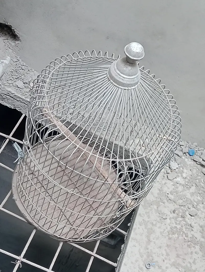 kingsize budgies pathy or cage — photo 8